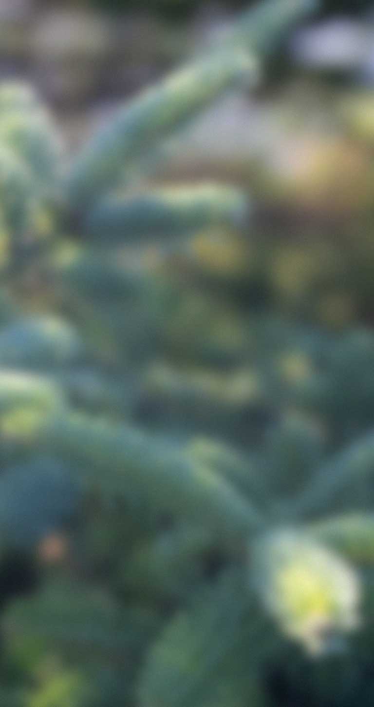 2023 Evergreen Blurred Holiday Background