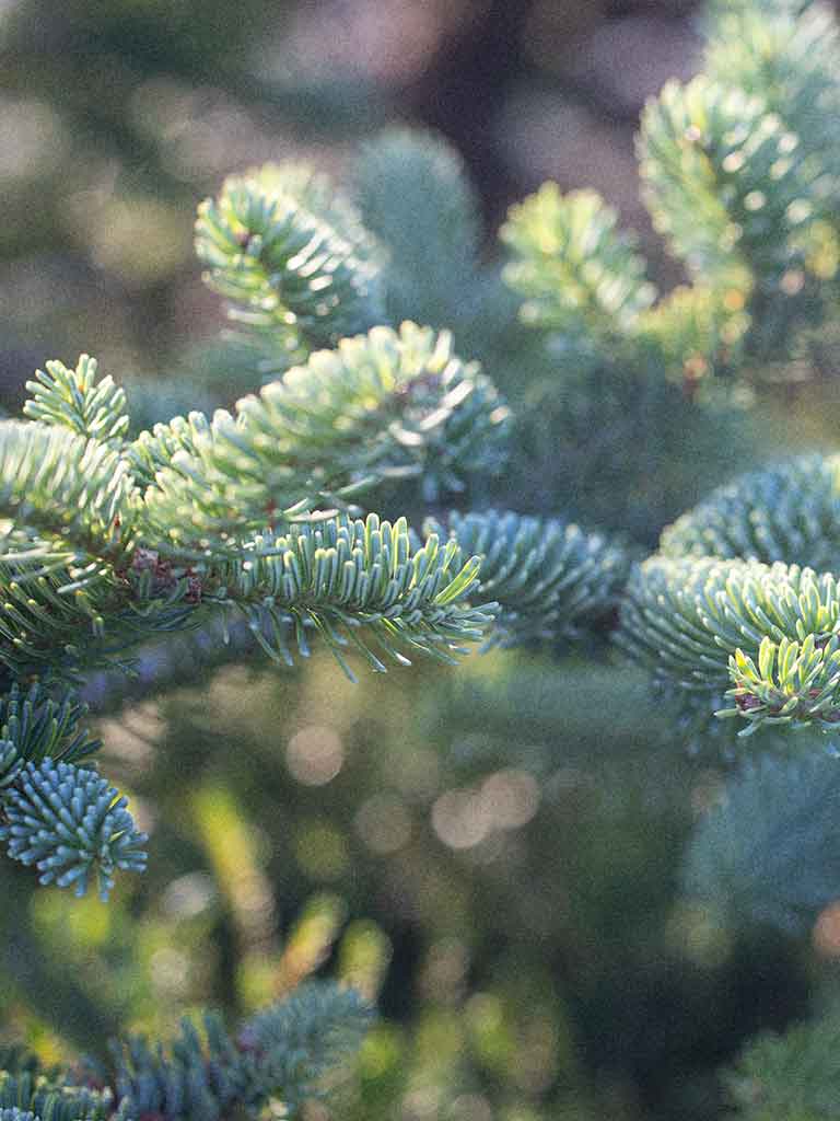 2025 Evergreen Holiday Background