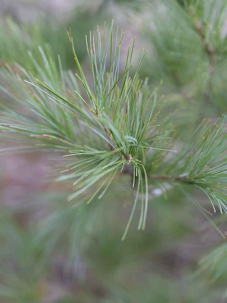 2025 Evergreen Holiday Background ver2