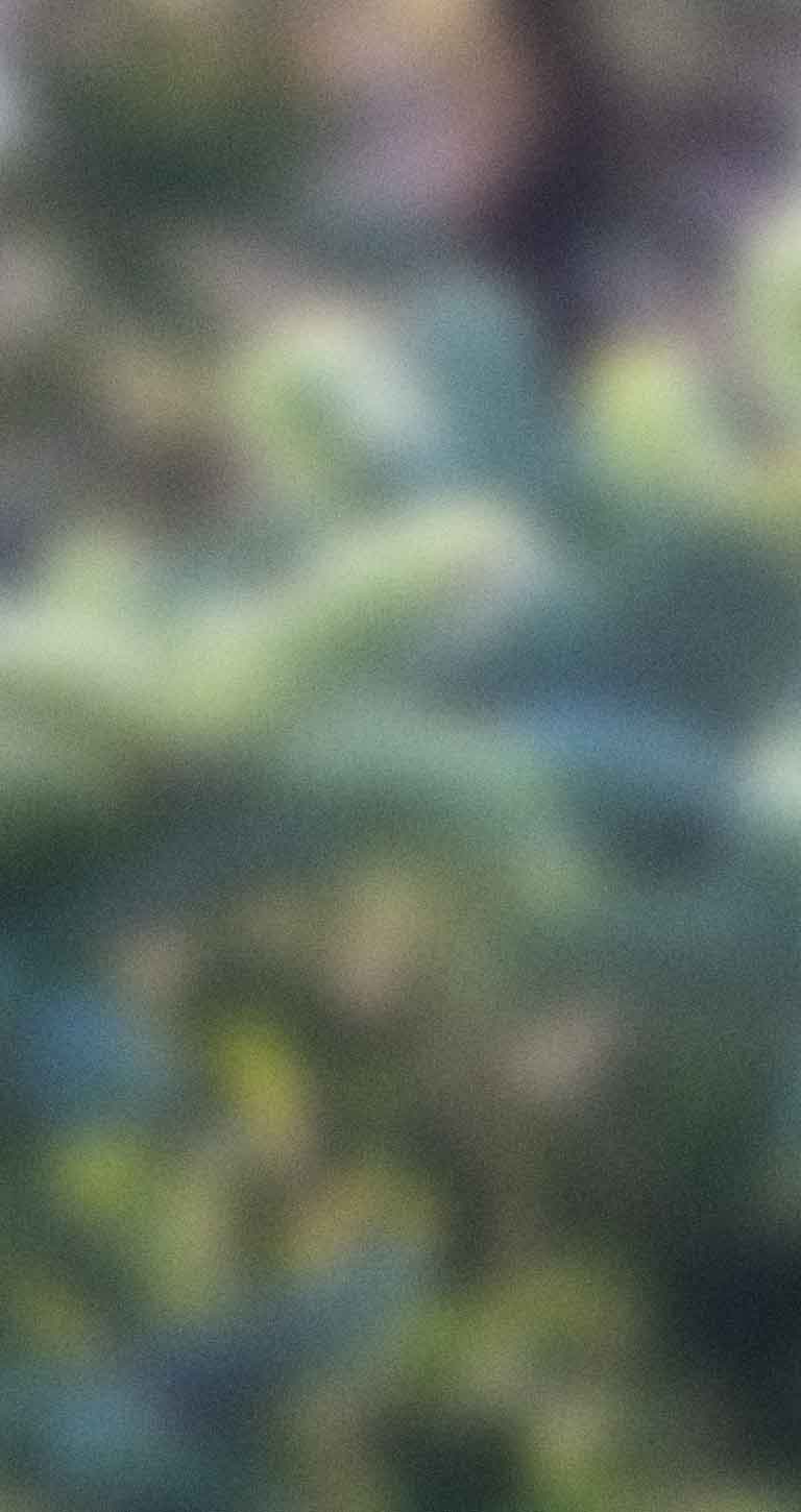 2025 Evergreen Blurred Holiday Background