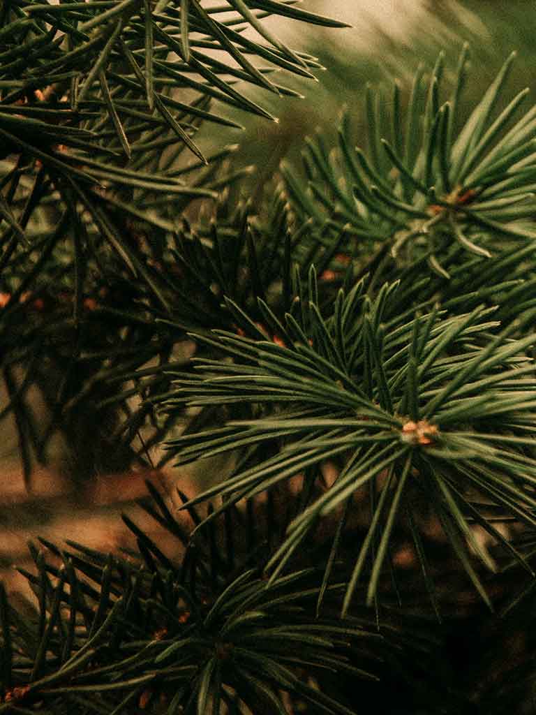 Evergreen Holiday Background