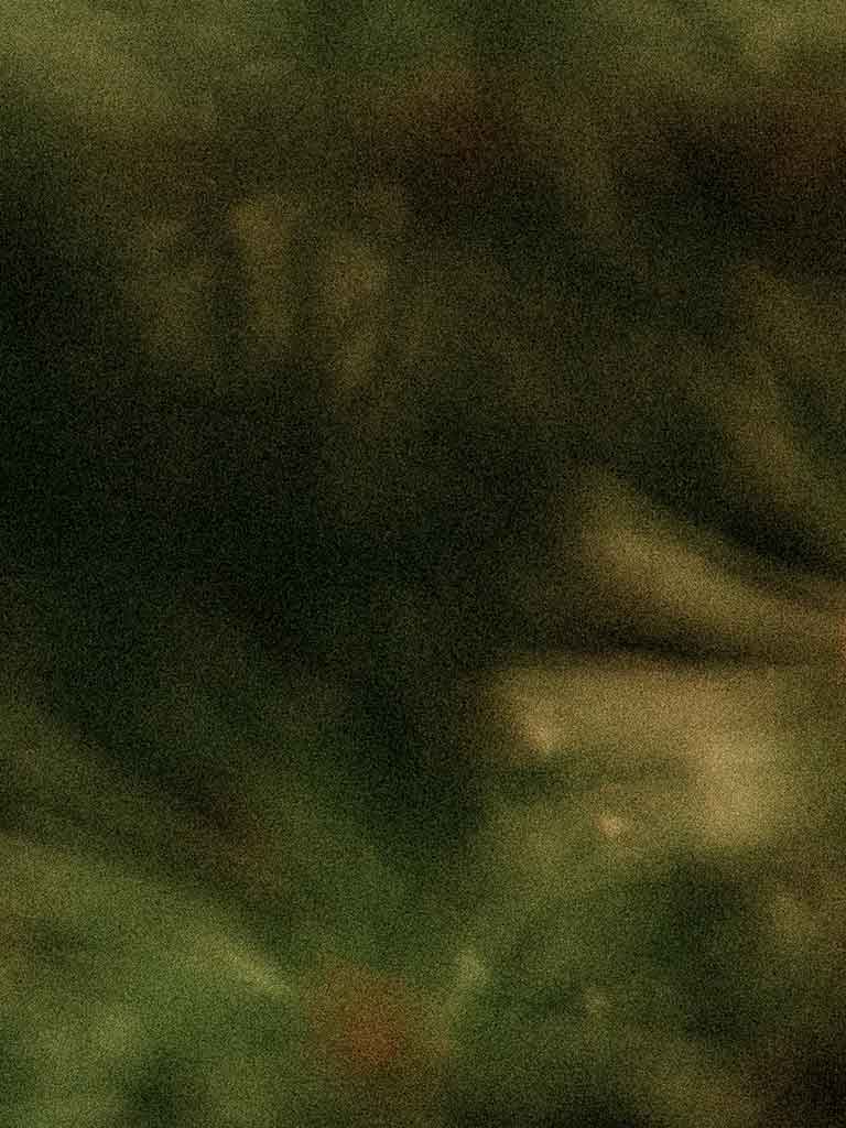 Evergreen Blurred Holiday Background