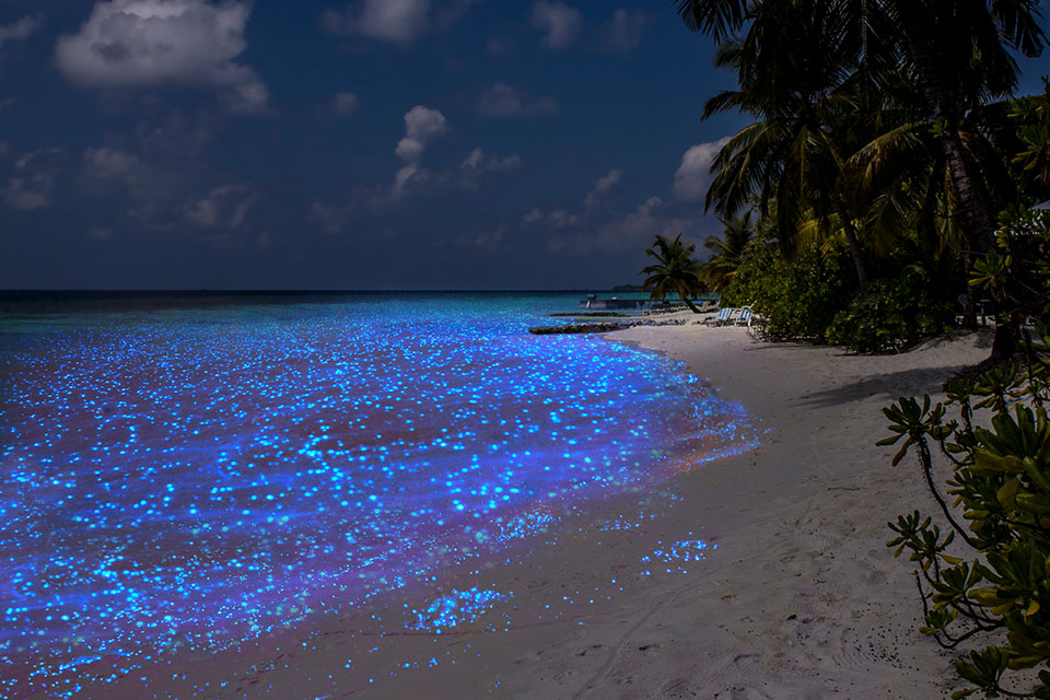 Luminous Shore Inspiration