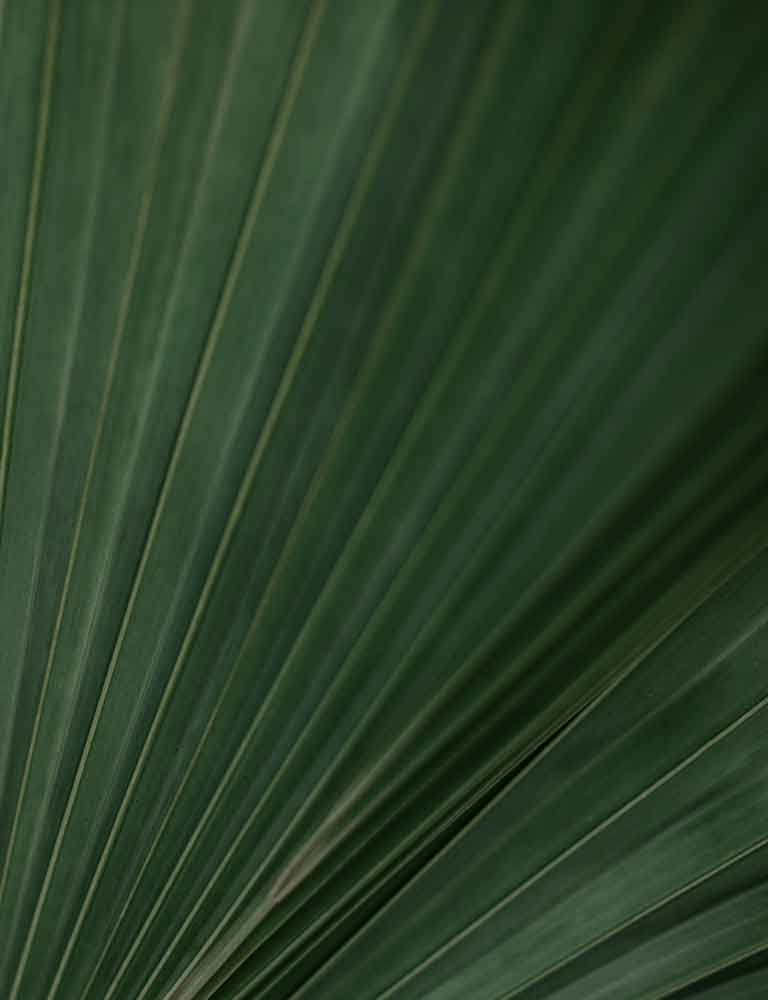 Palm Leaves Background