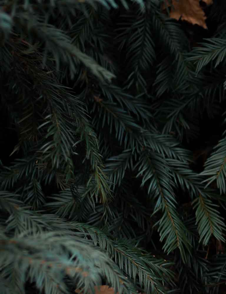 Evergreen Background